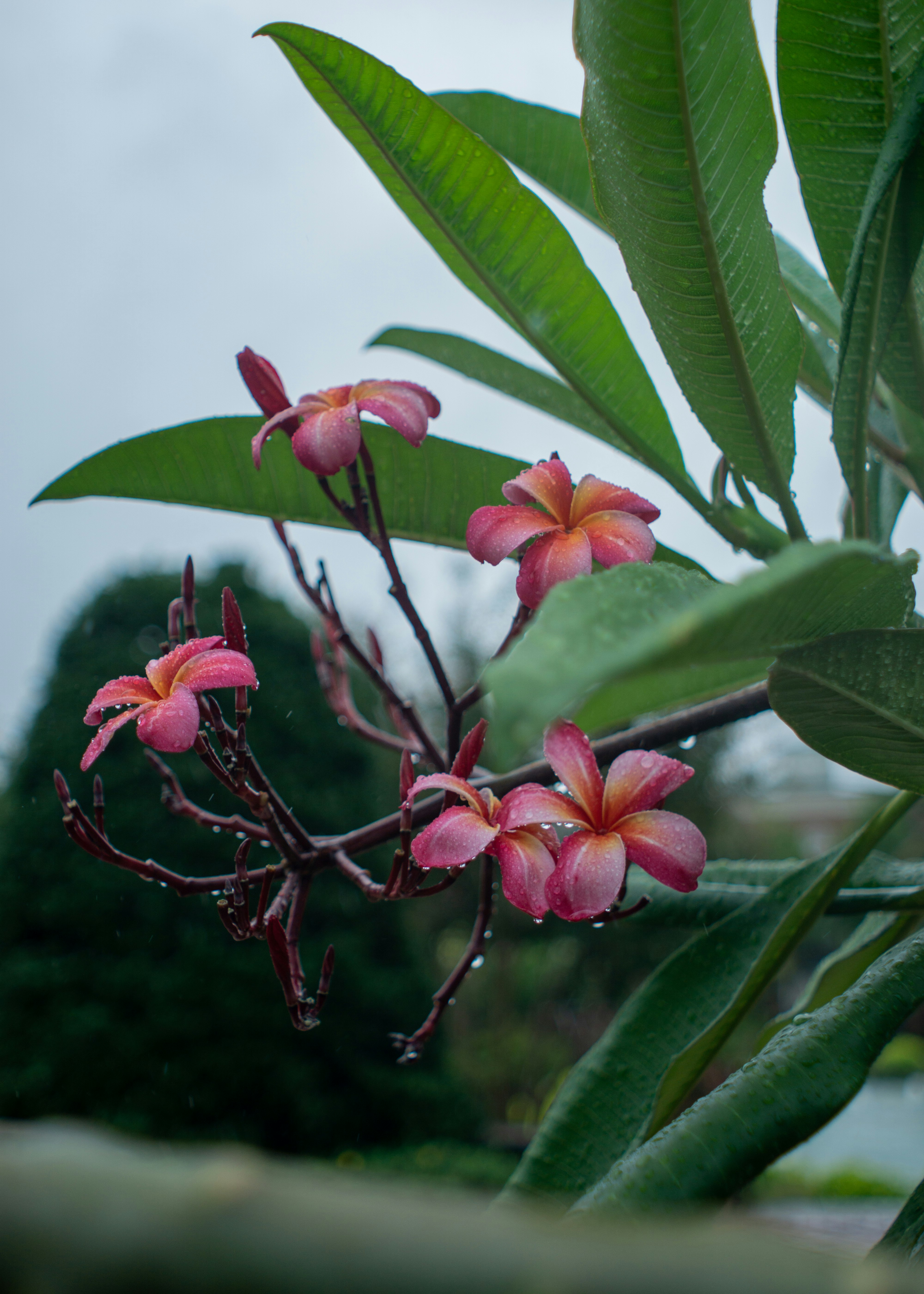 red flower with green leaves